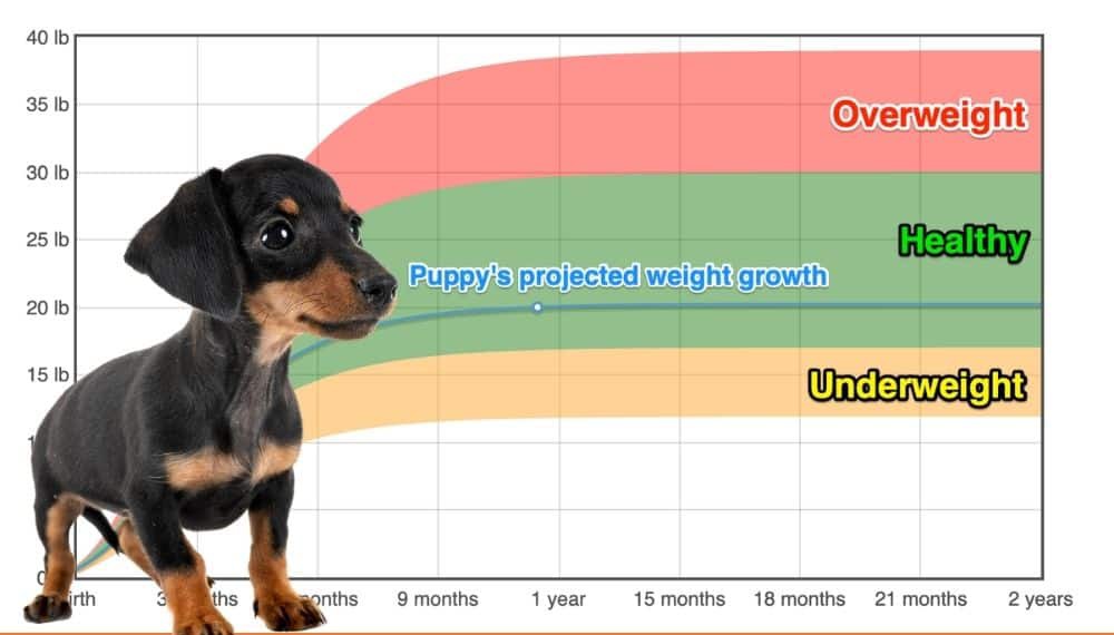 Miniature Dachshund Weight Growth Chart 2026 How Heavy Will My miniature-dachshund-weight-growth-chart-2026-how-heavy-will-my